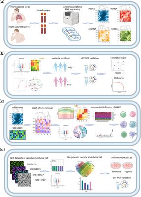 Whole transcriptome landscape in HAPE under the stress of environment at high altitudes: new insights into the mechanisms of hypobaric hypoxia tolerance